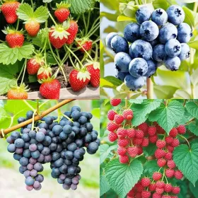 4 Types Of Fresh Fruit Seeds, One Will Be Sent Randomly. No One Knows What Will Happen. It's Suitable For Gifts On Independence Day, Halloween, A (Option: 200pcs)